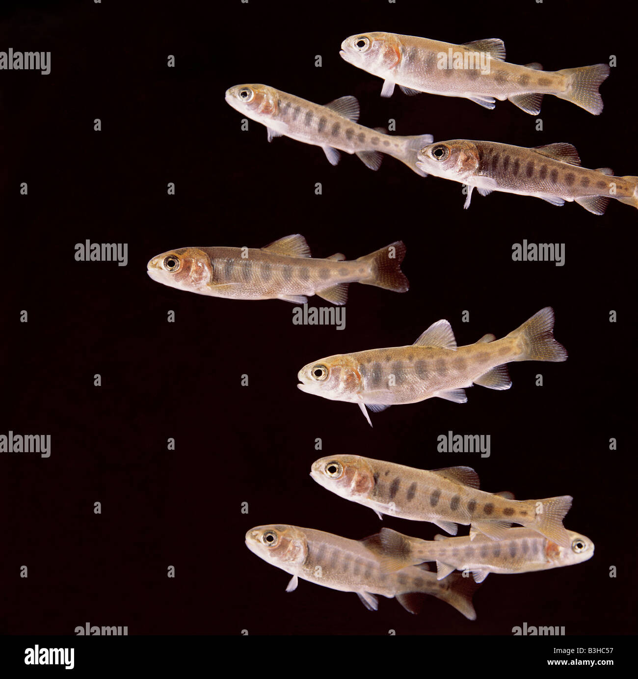 Trout Fry Stock Photos Trout Fry Stock Images Alamy