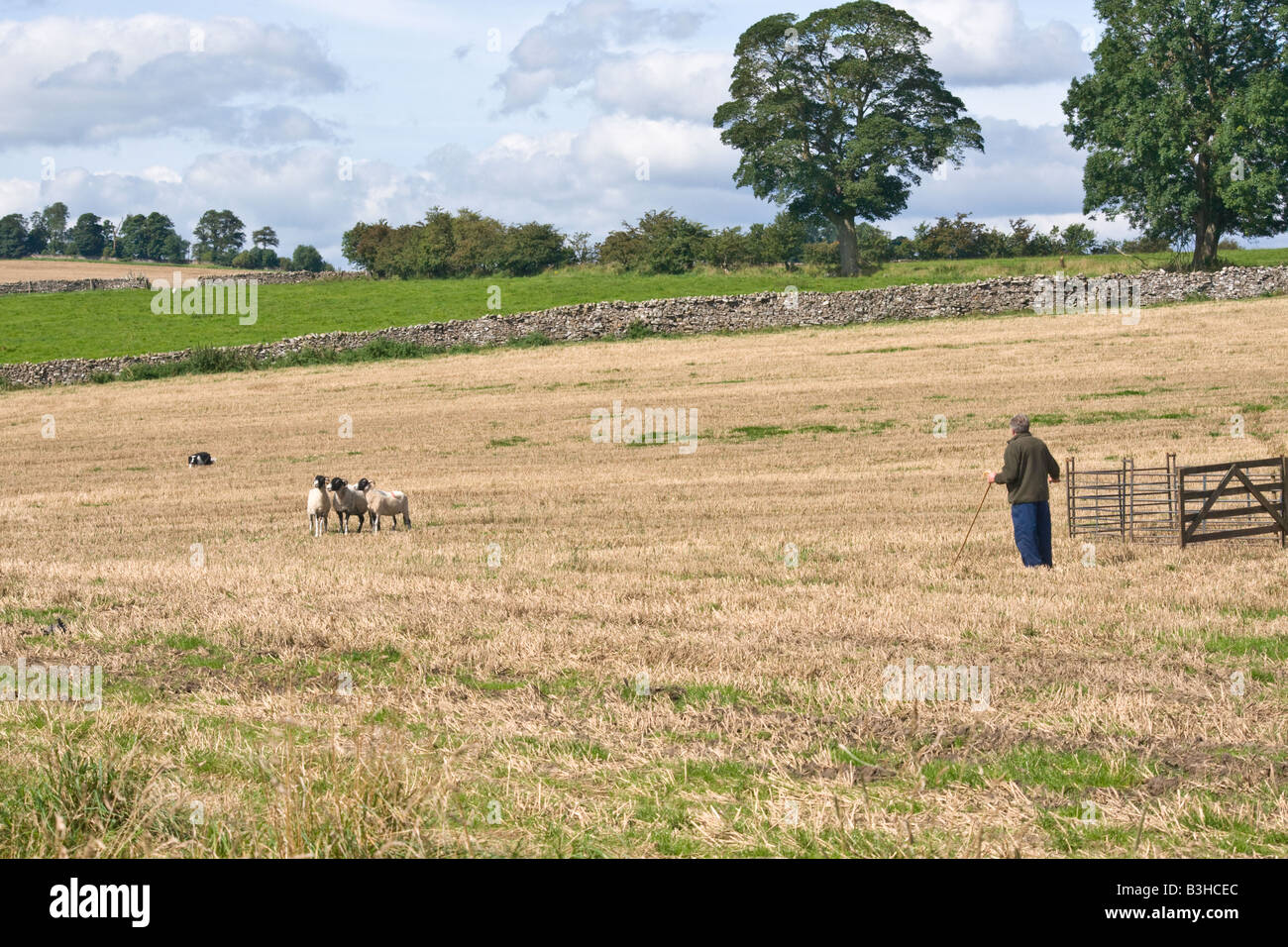 Penning the sheep at a sheep dog trial Stock Photo