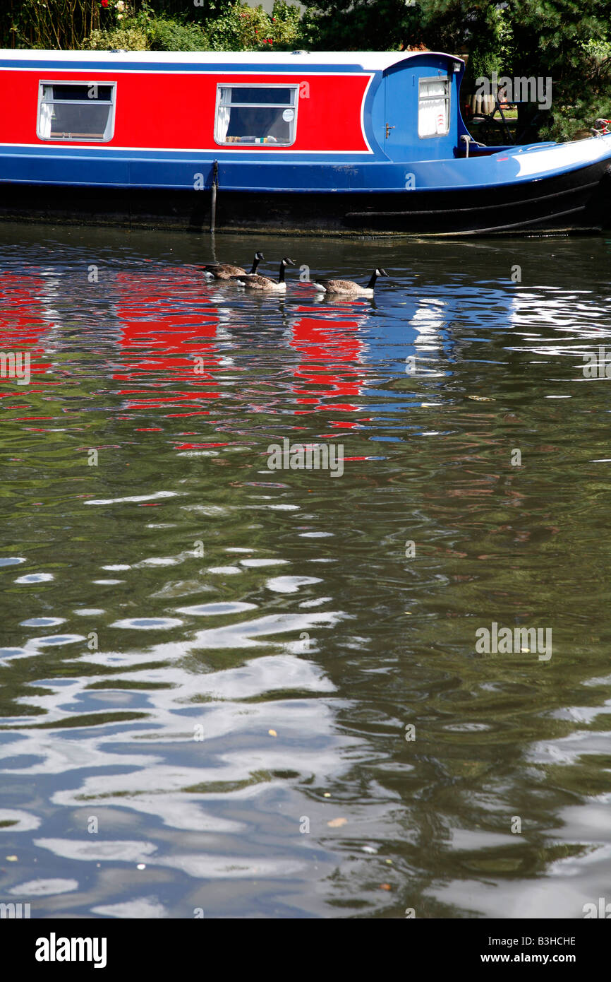 Canada Geese on the River Lea at South Tottenham, London Stock Photo