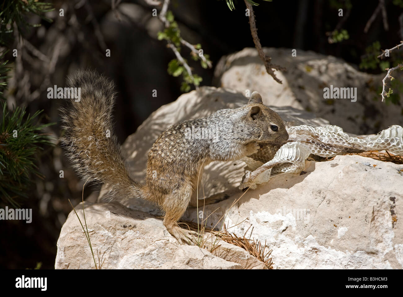 Rock Squirrel with Snake Skin (Spermophilus variegatus) Arizona USA Stock Photo Alamy