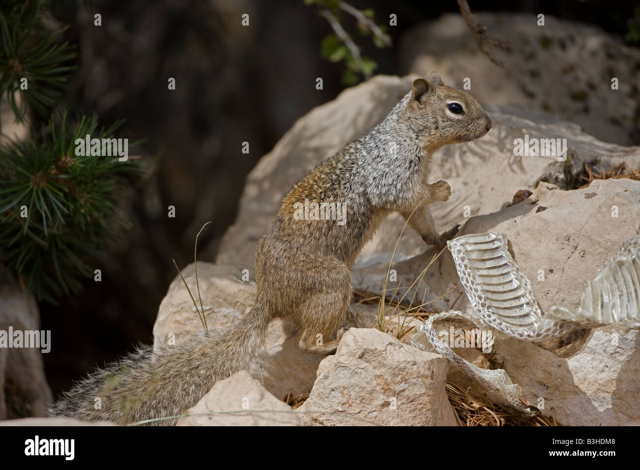 Rock Squirrel with Snake Skin (Spermophilus variegatus) Arizona USA Stock Photo Alamy