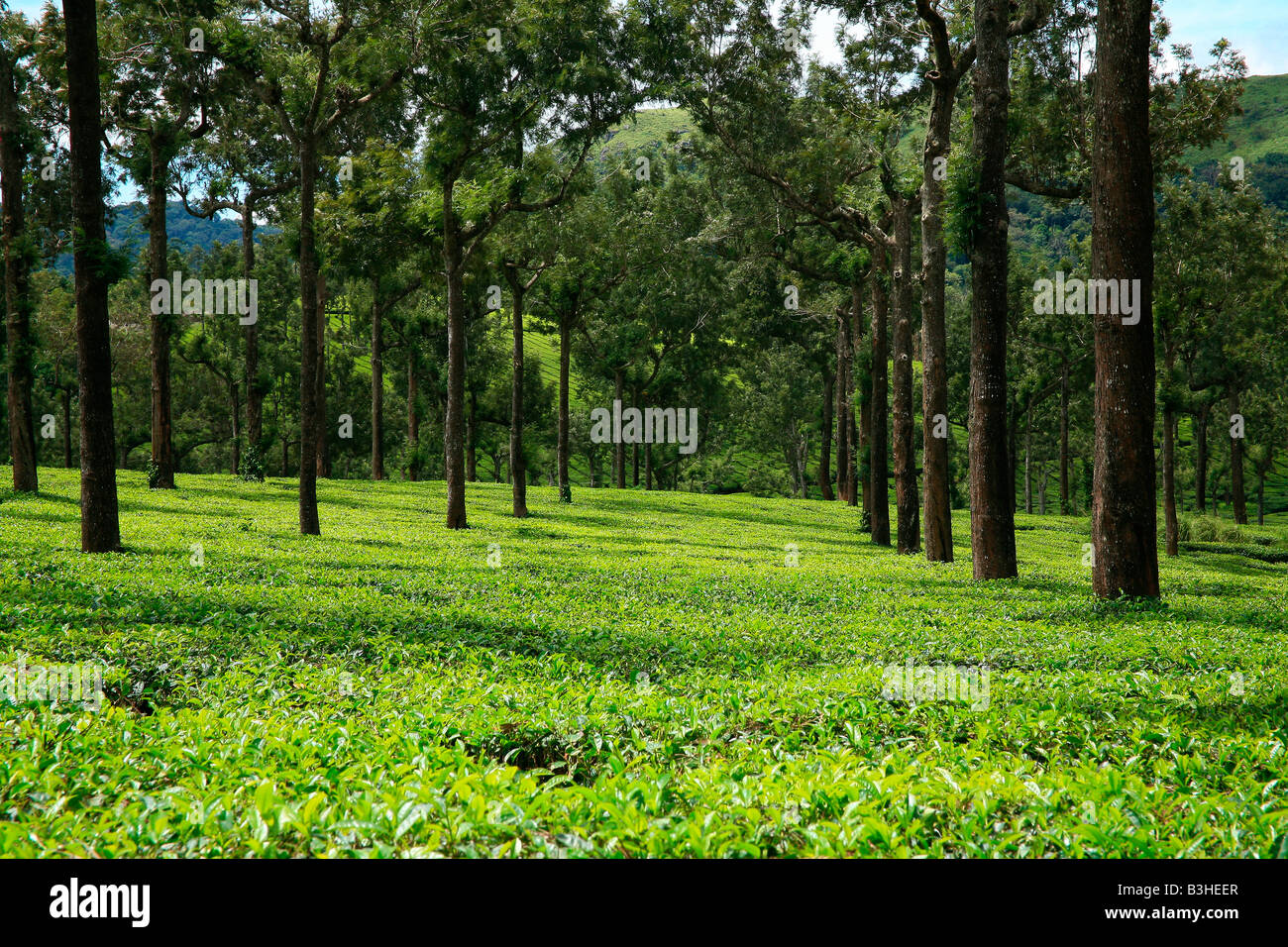 Tea Plantation or Tea estate or Tea Garden or Tea cultivation in Munnar
