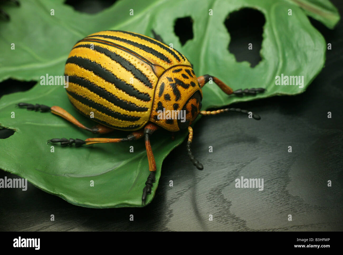 Scale model of a Colorado potato beetle (Leptinotarsa decemlineata) in ...