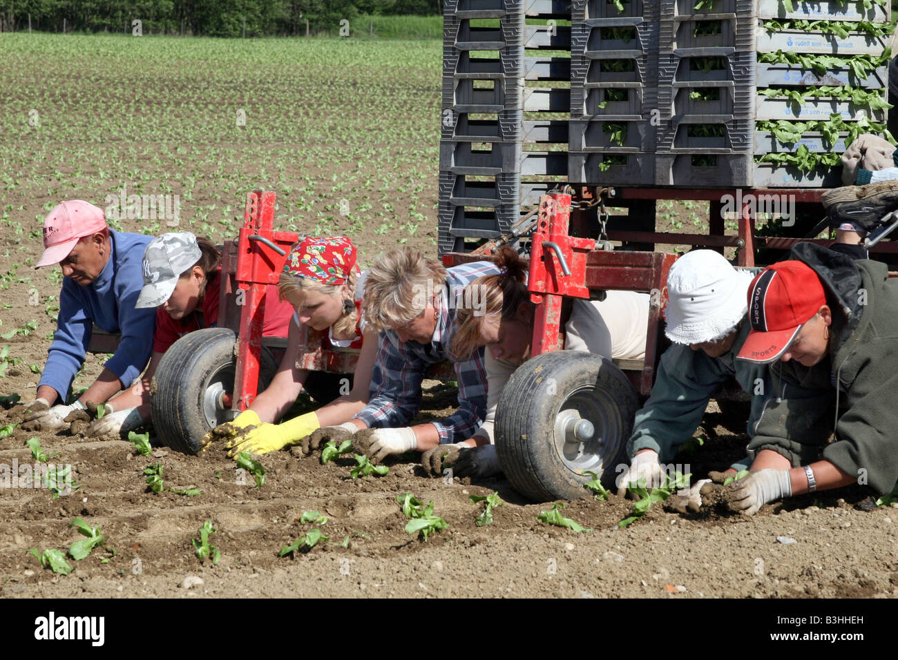 harvester planting salad Stock Photo Alamy
