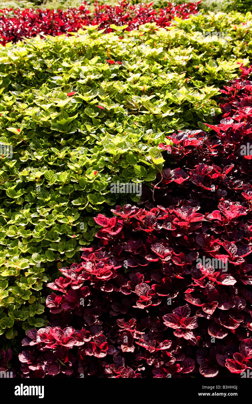 Begonia bedding plants in a public flower bed in Funchal, Madeira Stock Photo