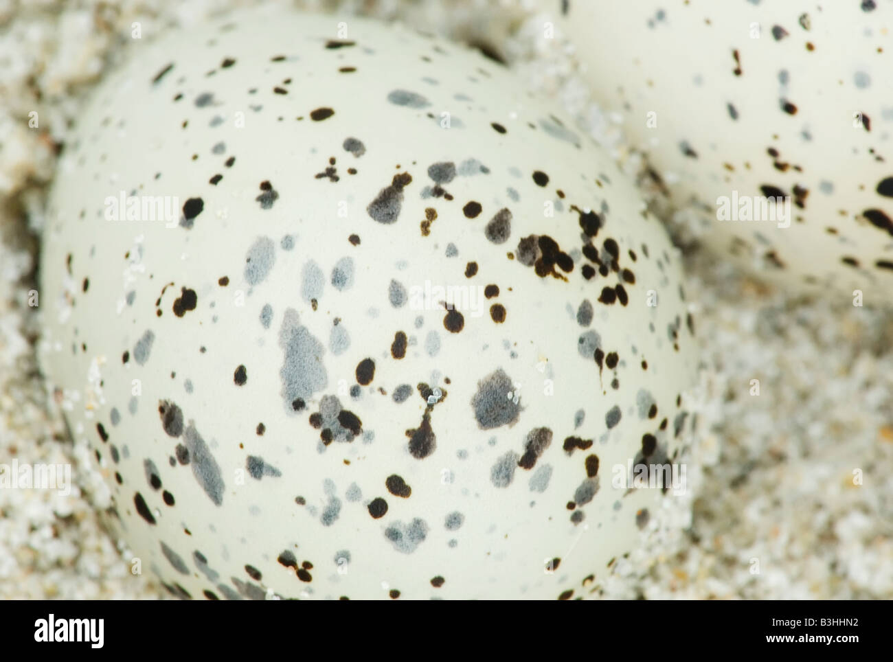 Piping plover eggs Stock Photo Alamy