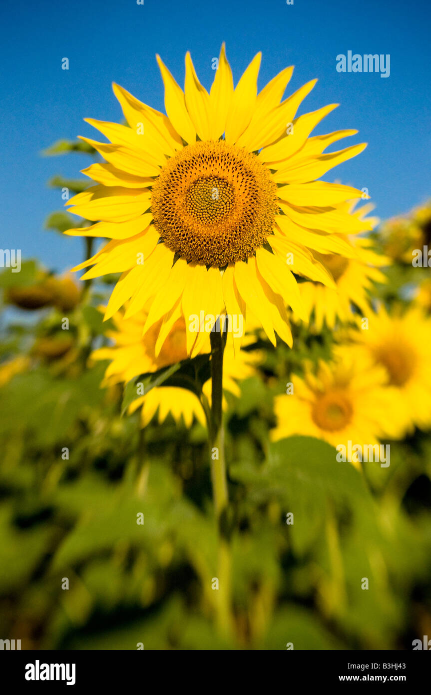Sunflowers - Helianthus annuus ('LensBaby' soft focus effect). Stock Photo