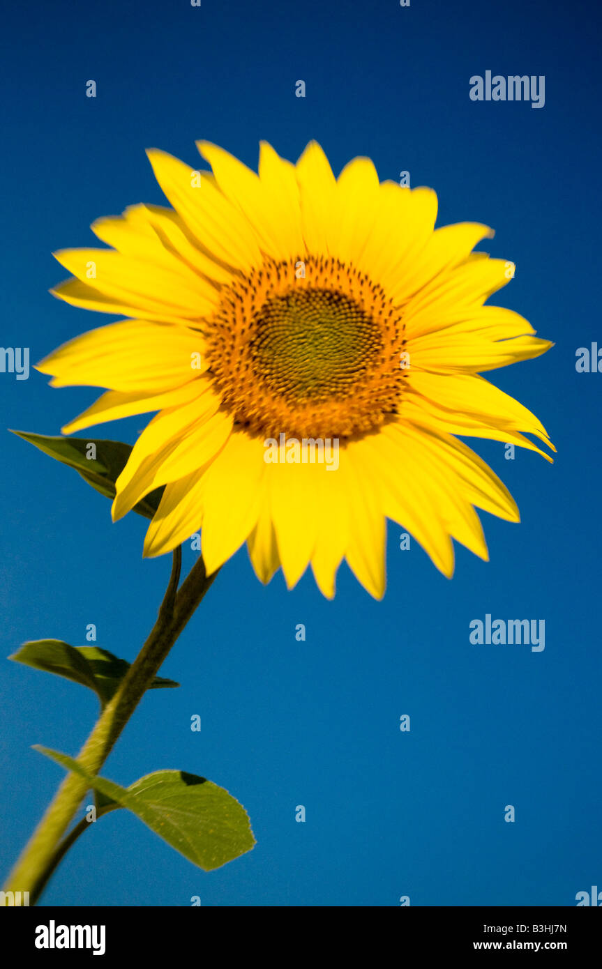 Sunflowers - Helianthus annuus ('LensBaby' soft focus effect). Stock Photo