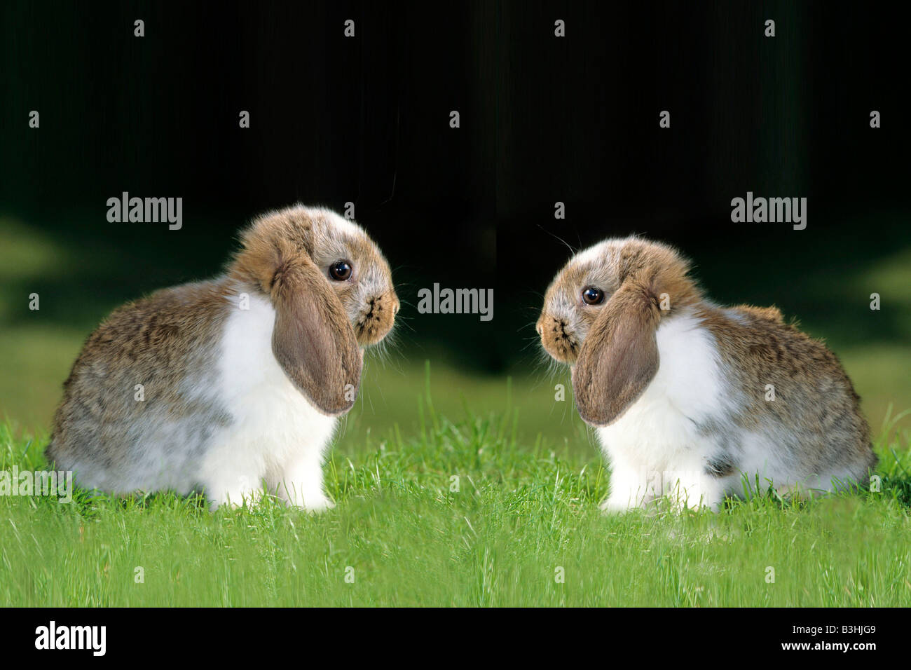 dwarf rabbit, pet Stock Photo Alamy