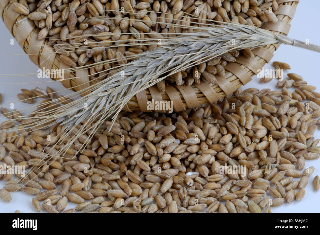 Of triticale hi-res stock photography and images - Alamy