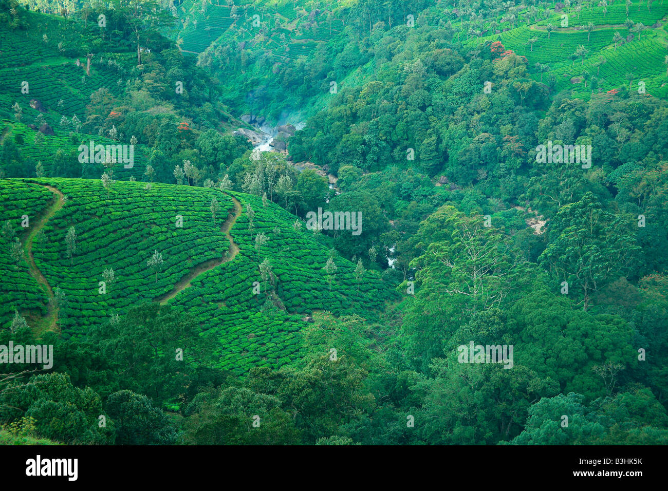 Tea Plantation or Tea estate or Tea Garden or Tea cultivation  in Munnar (tea town) of Kerala state in India,Asia Stock Photo
