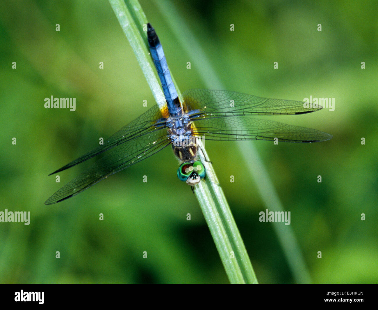 A dragonfly rests on a blade of grass Stock Photo - Alamy
