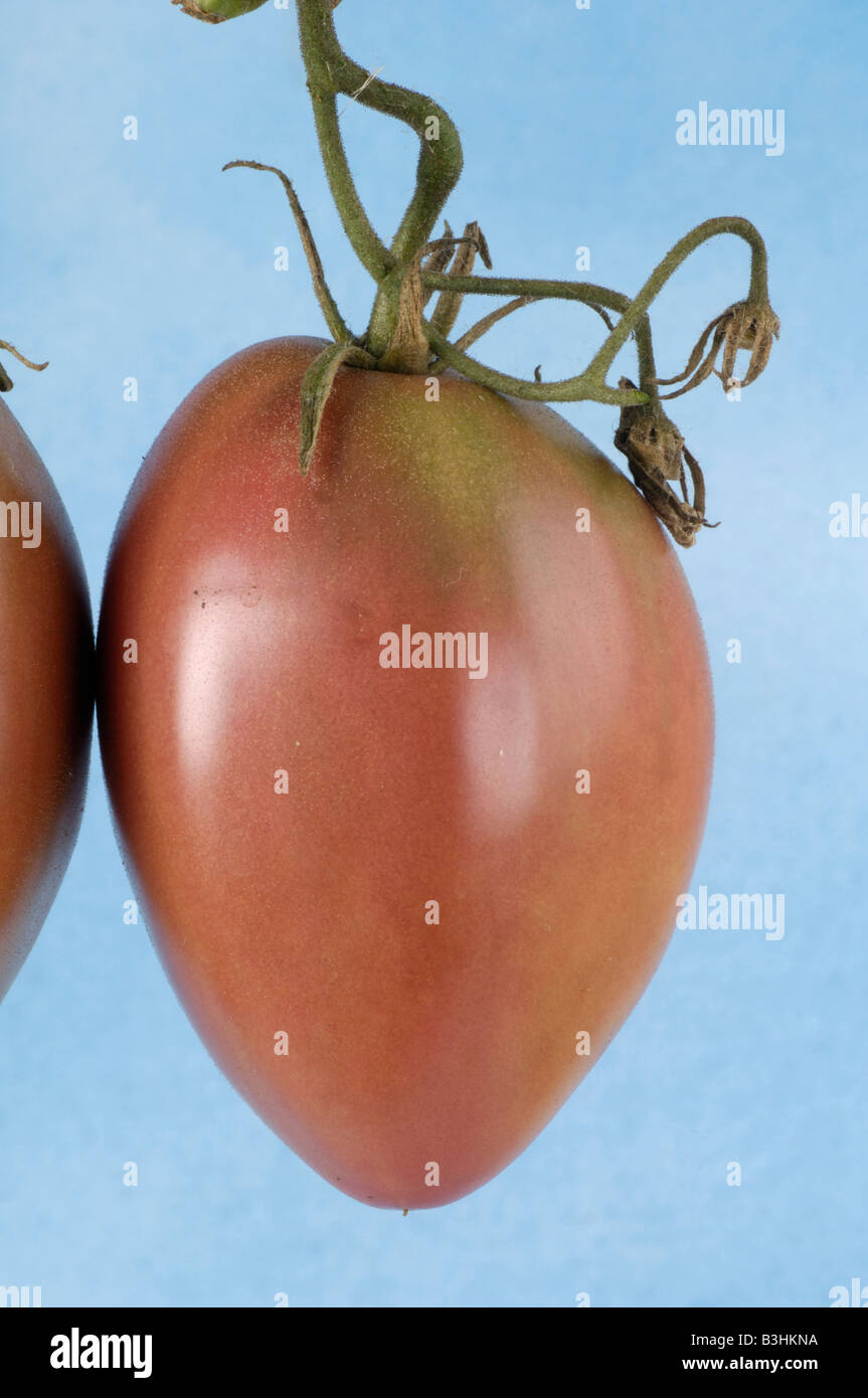 Tomato 'Violette Fleischtomate' Stock Photo