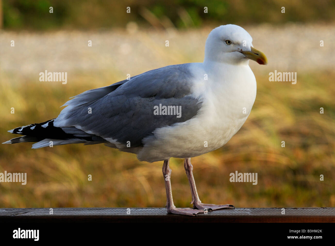 closeup seagull Nahaufnahme Möwe Stock Photo