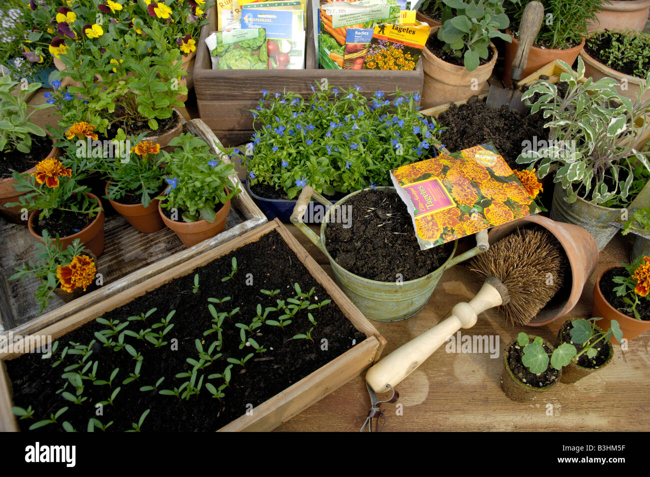 Tagetes Seeding Stock Photo 19443355 Alamy