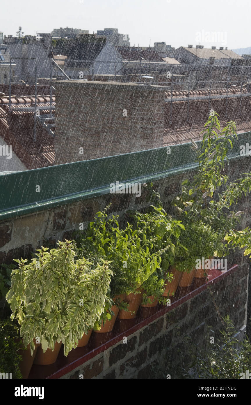 Sommerregen Summer Rain Stock Photo