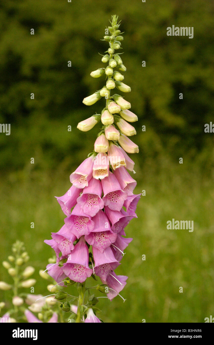 foxglove (digitalis purpurea L.) Stock Photo
