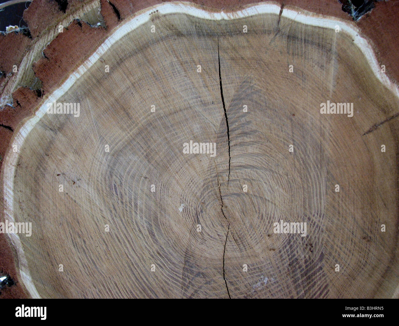 Tree Crate Section Transverse section plant hi-res stock photography and images - Alamy