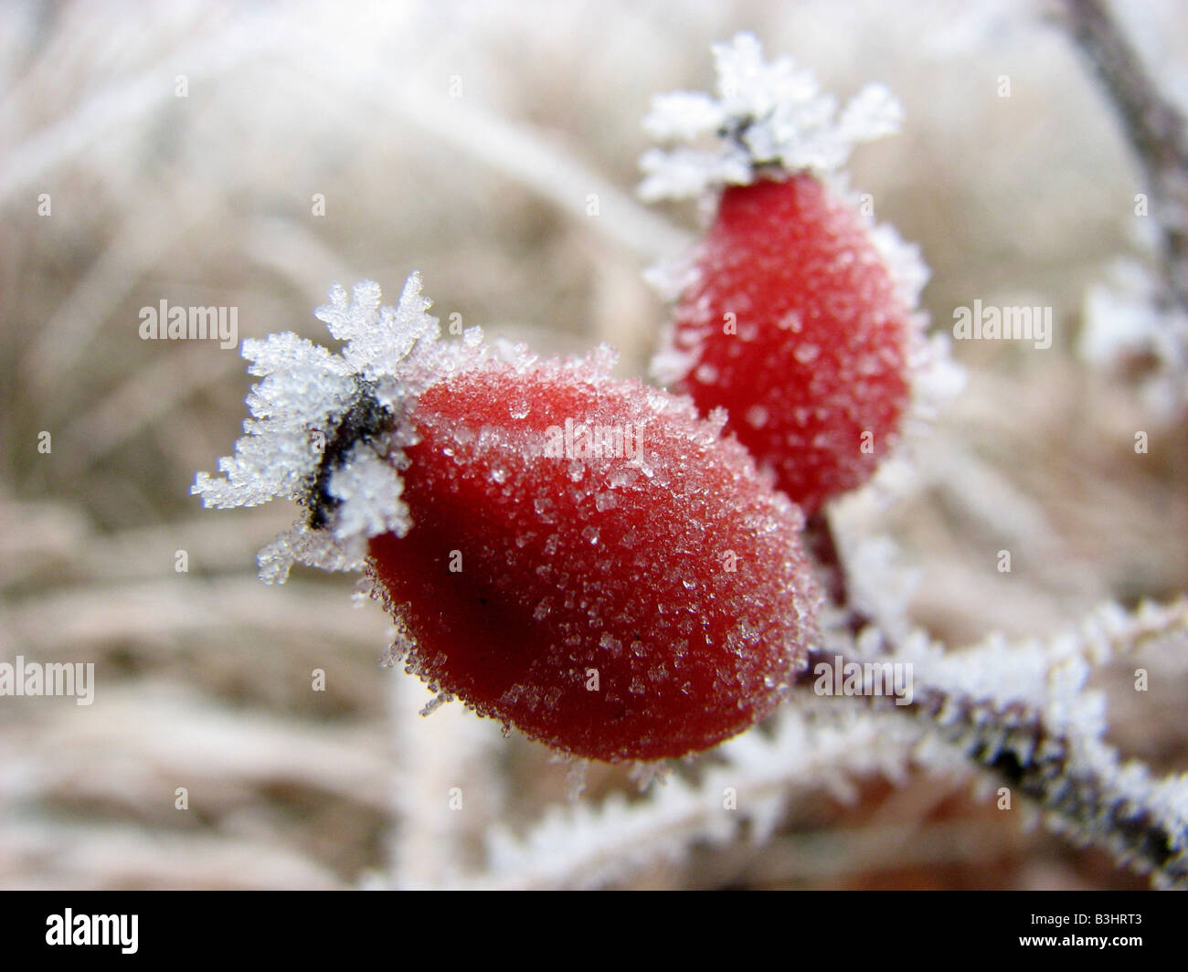 Rose hip plants hi-res stock photography and images - Alamy