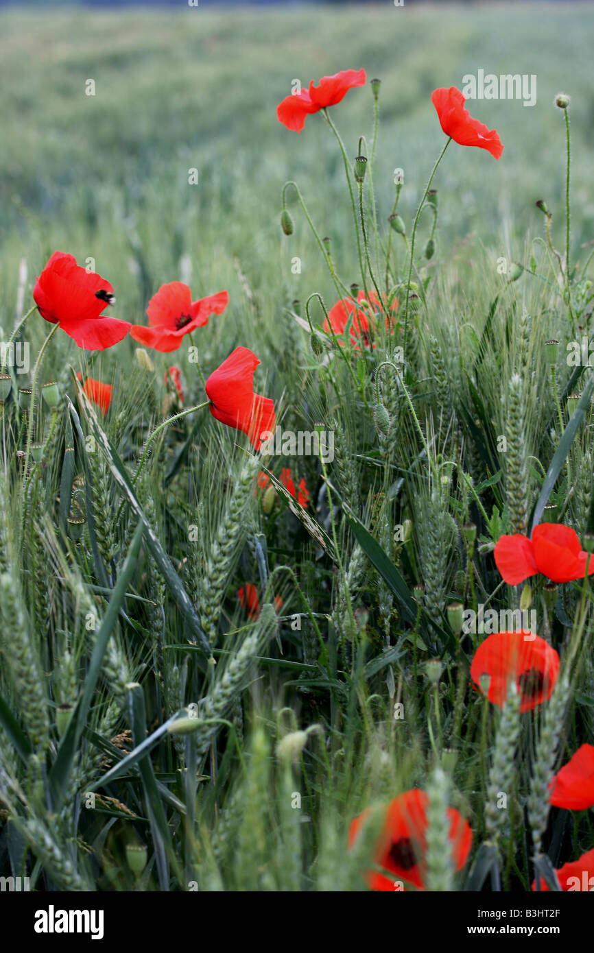 poppy in barley field Stock Photo