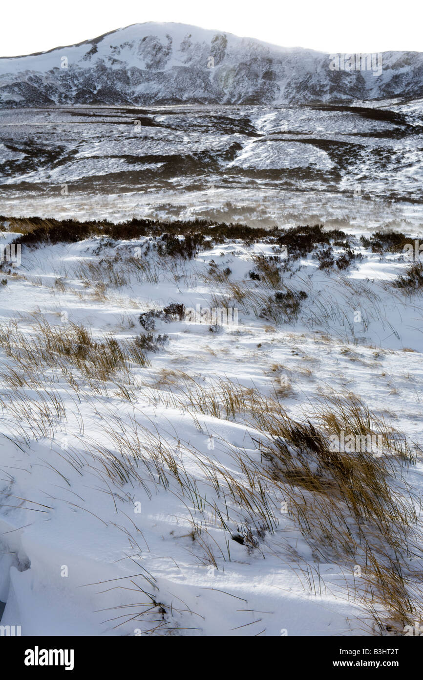 Reeds showing through wind blown snow in Glen Clunie, south of Braemar, Aberdeenshire, Scotland Stock Photo