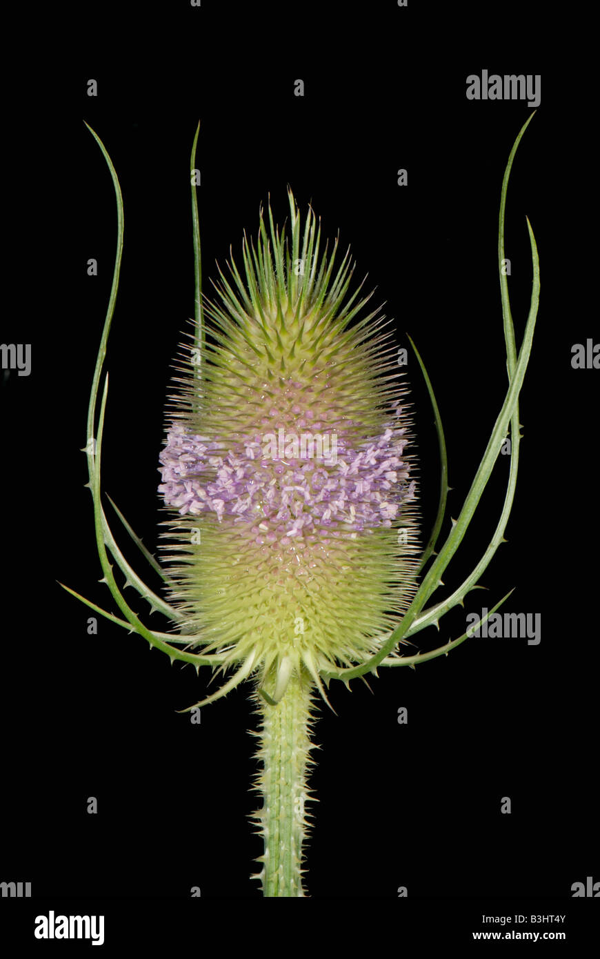 Teasel Dipsacus fullonum with a single whorl of open flowers on spiny flowerhead Stock Photo