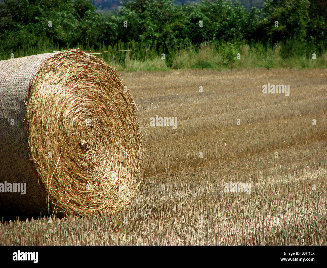 bale of straw Stock Photo Alamy