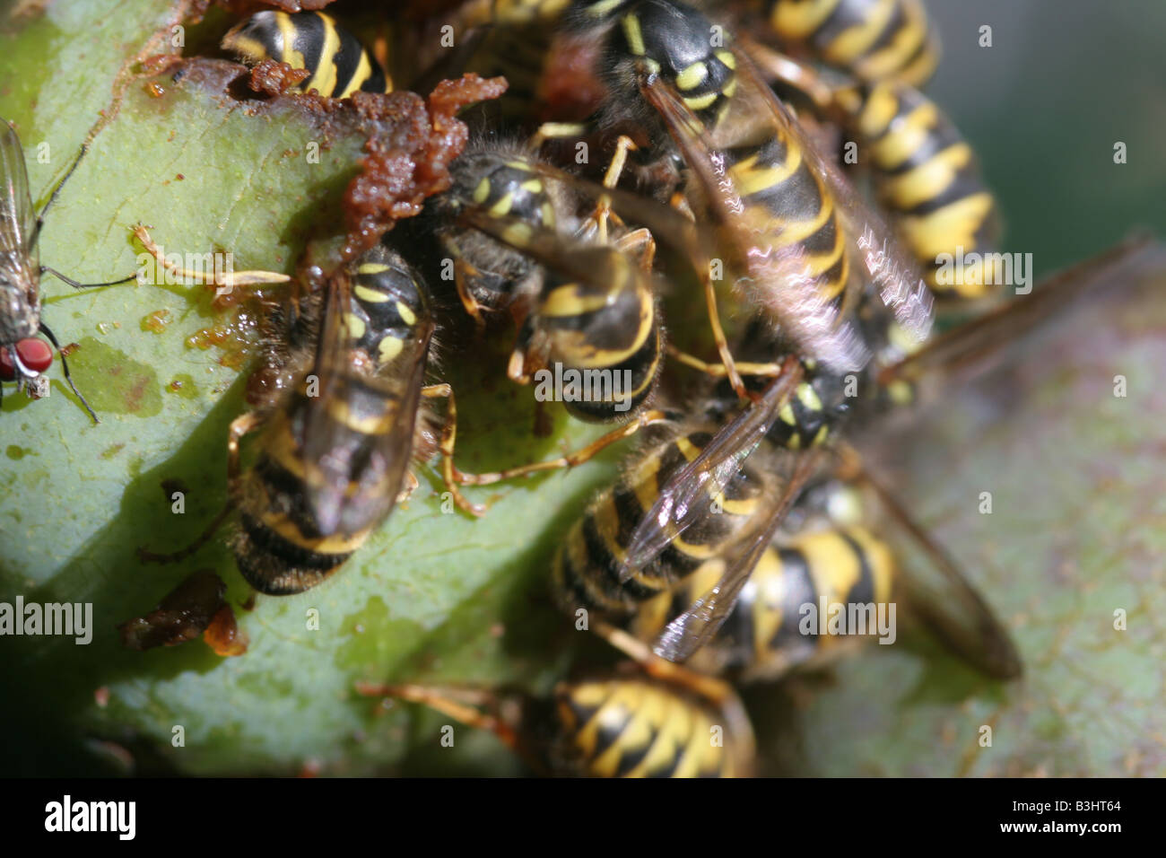 common wasps feeding on apples Stock Photo Alamy