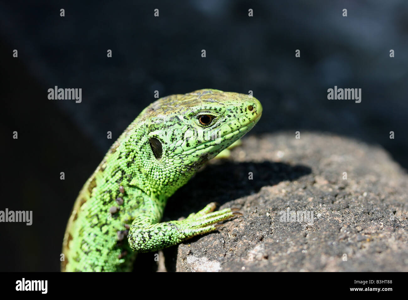 sand lizard, male Stock Photo