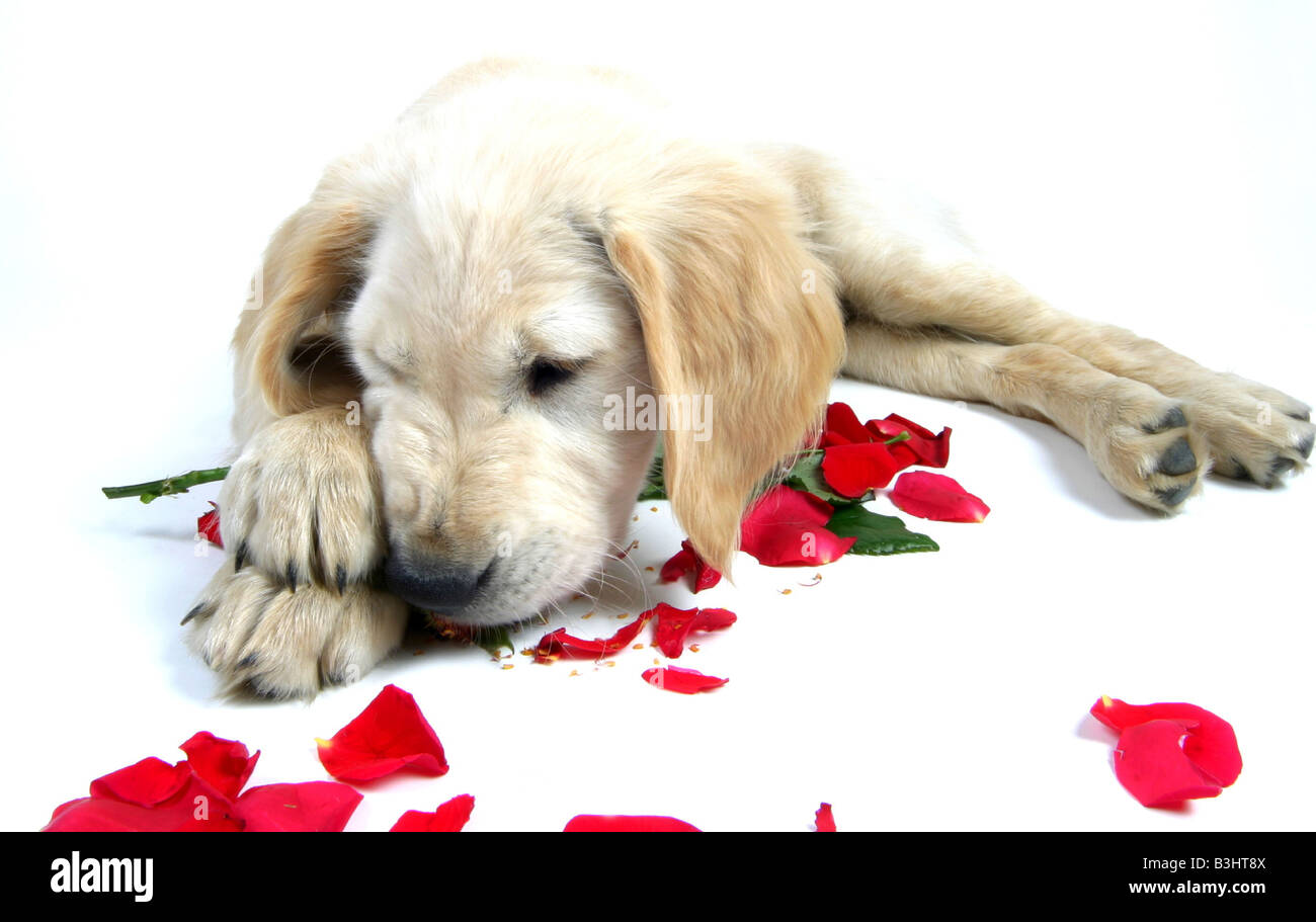 Golden retriever puppy rose hi-res stock photography and images - Alamy