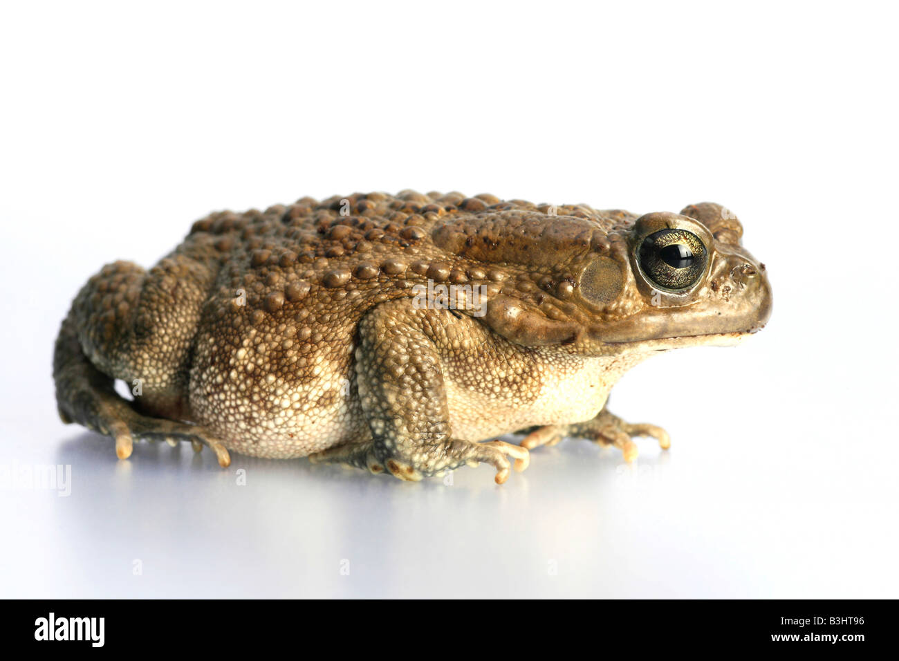 Bufo regularis, panther toad Stock Photo