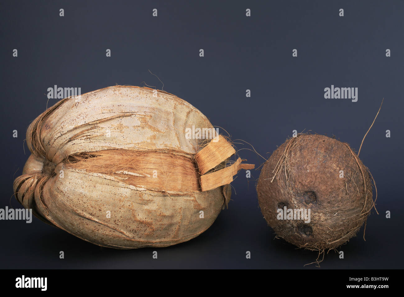 Cocos nucifera, coconut palm Stock Photo
