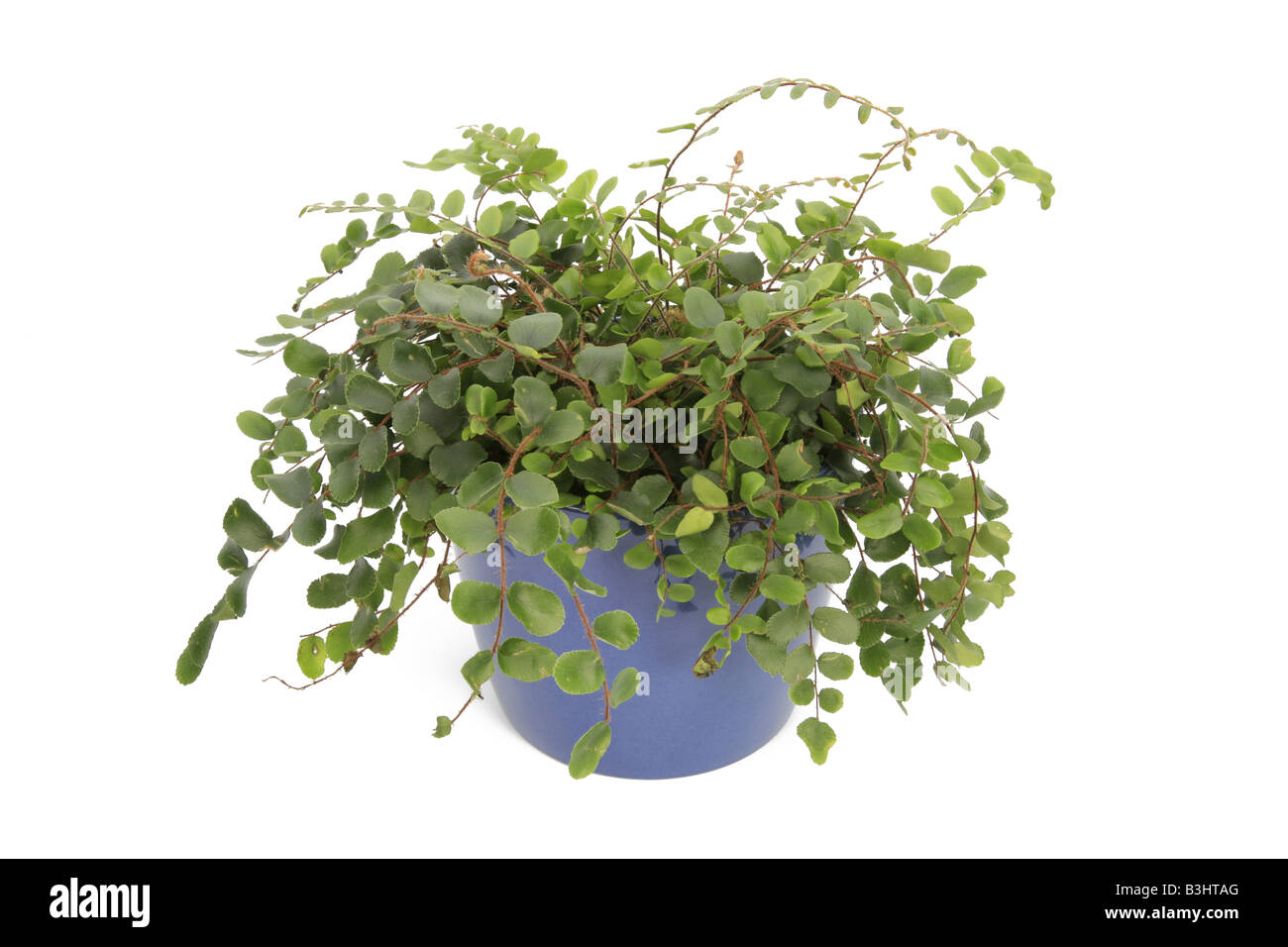 Pellaea rotundifolia, Roundleaf Fern, Button Fern Stock Photo