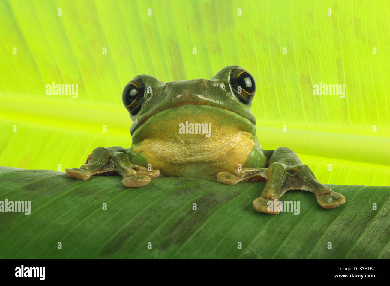 Rhacophorus dennysi, Blanford's whipping frog, asian gliding tree frog, asian gliding treefrog Stock Photo