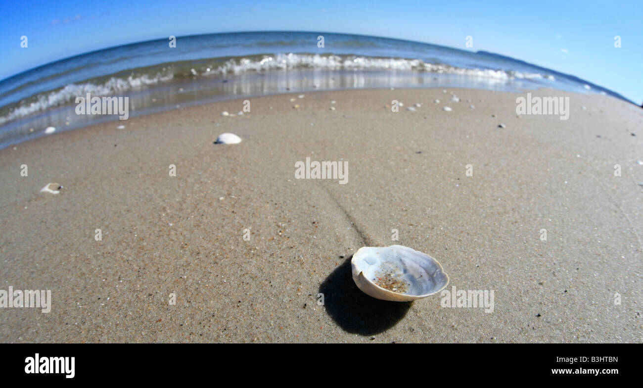 seashell at the beach Stock Photo