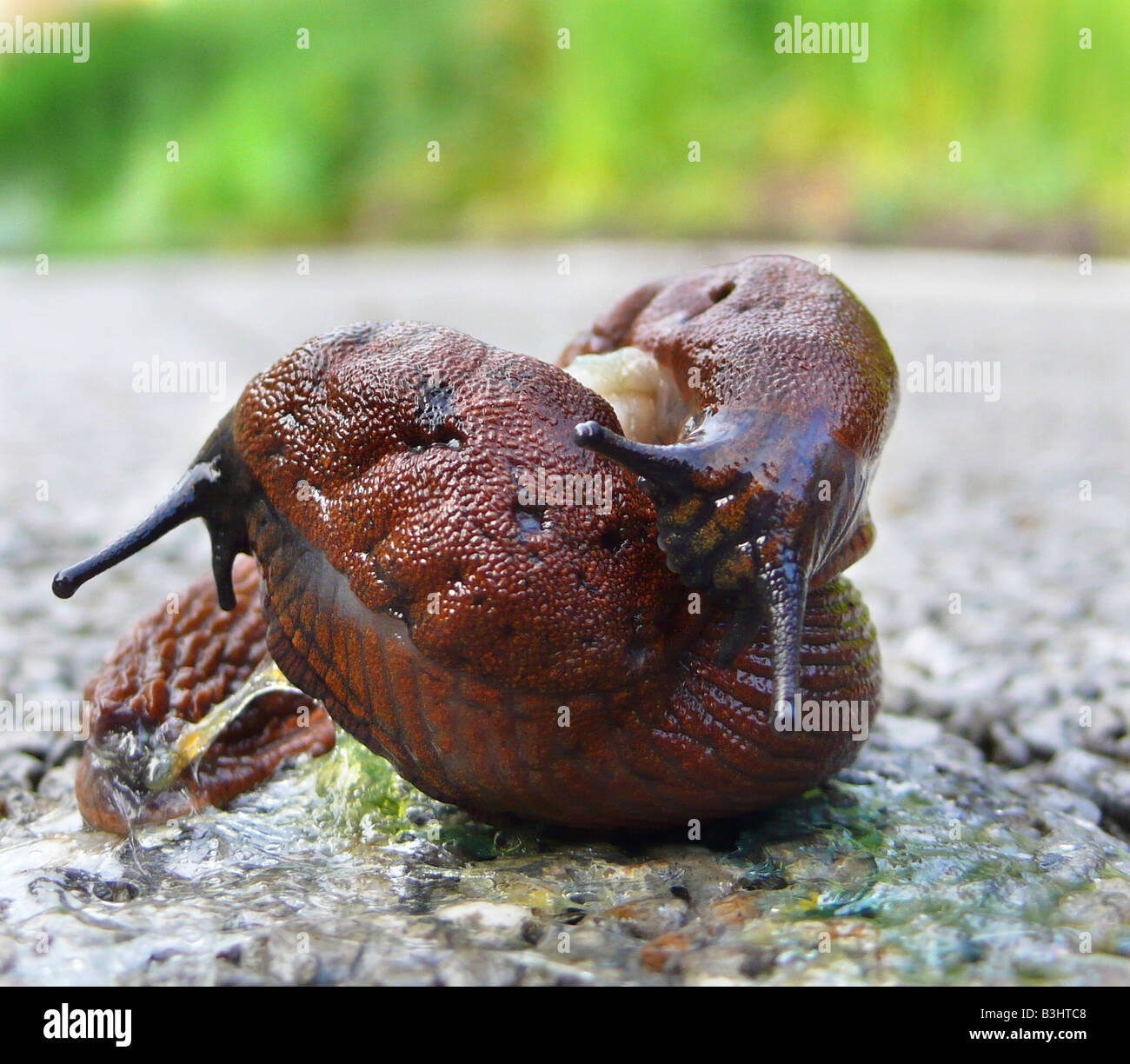 Arion lusitanicus, Spanish slug, Lusitanian slug Stock Photo