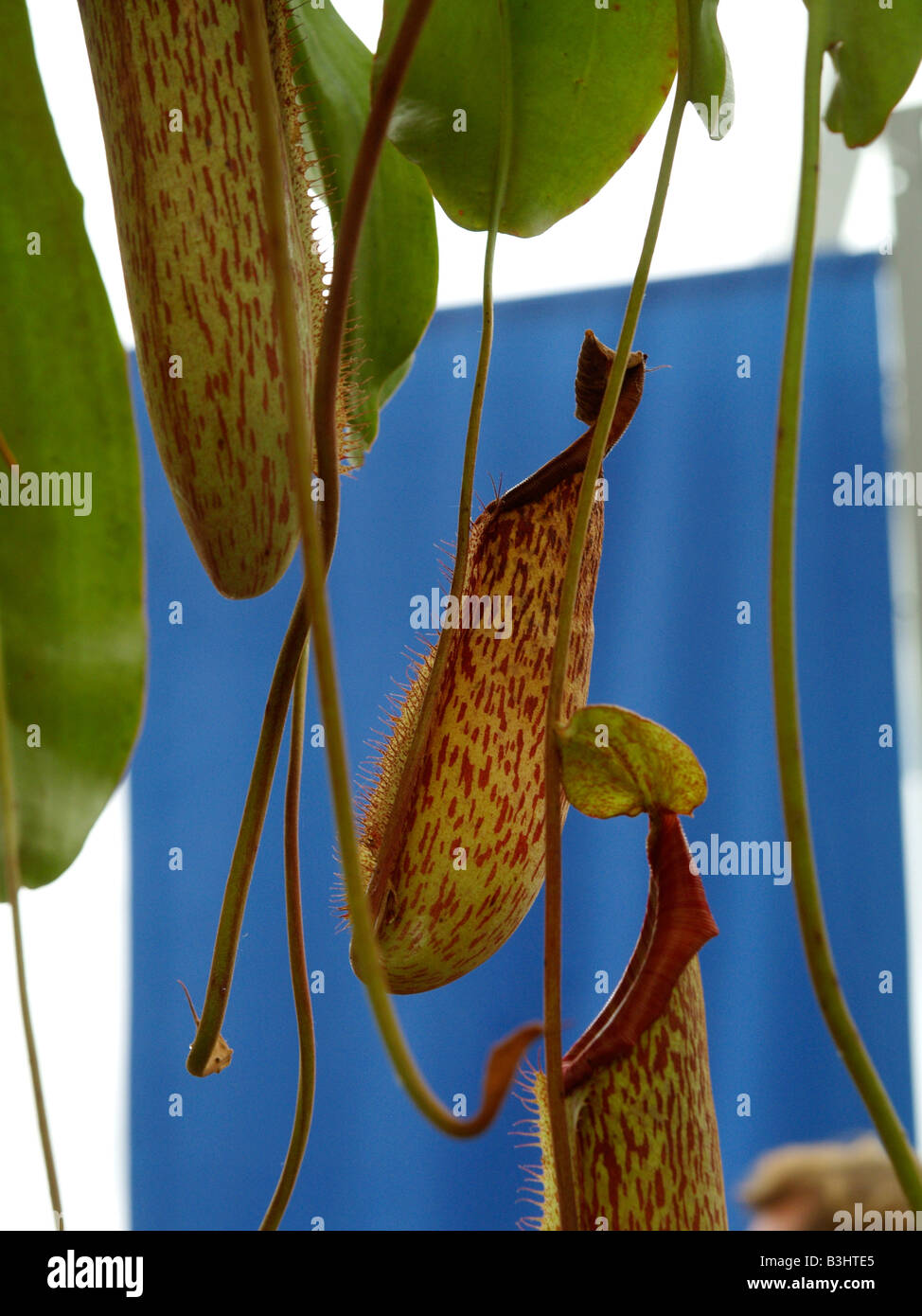 Nepenthes spec., pitcher plant Stock Photo
