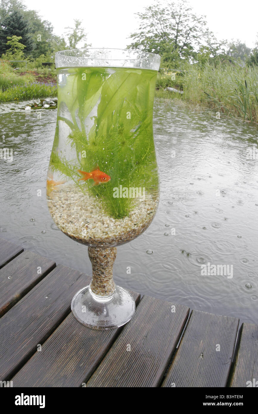 Carassius auratus, goldfish, common carp Stock Photo