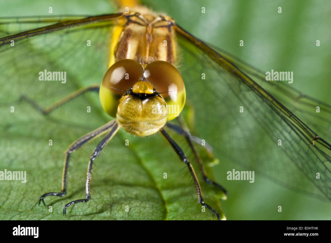 Common Darter dragonfly sympetrum stiolatum resting on a leaf. Stock Photo
