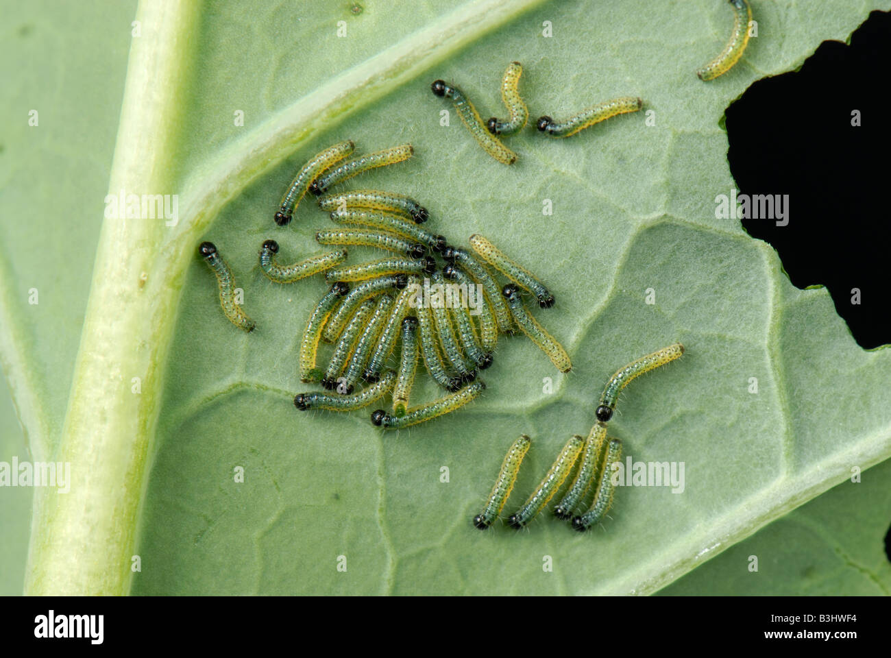Young caterpillars of a large white butterfly Pieris brassicae on a damaged cabbage leaf Stock Photo