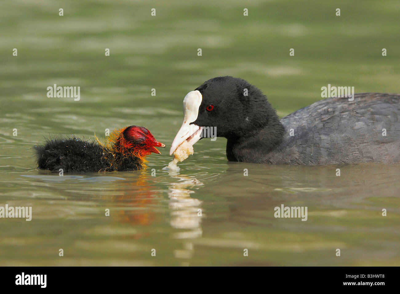 Eurasian Coot (Fulica atra), adult feeding young with bread, Switzerland Stock Photo