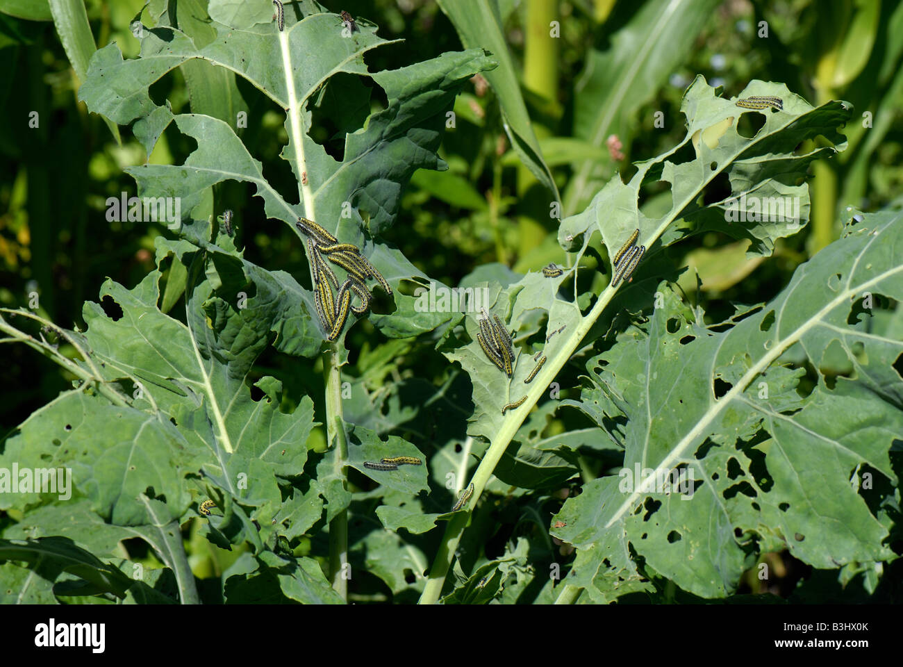 Caterpillars of a large white butterfly Pieris brassicae on severely damaged cabbage leaves Stock Photo