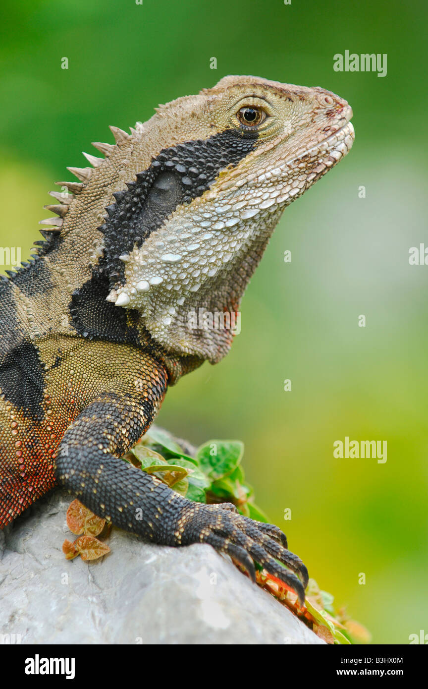 Eastern Water Dragon (Physignathus lesueurii) , Australia Stock Photo