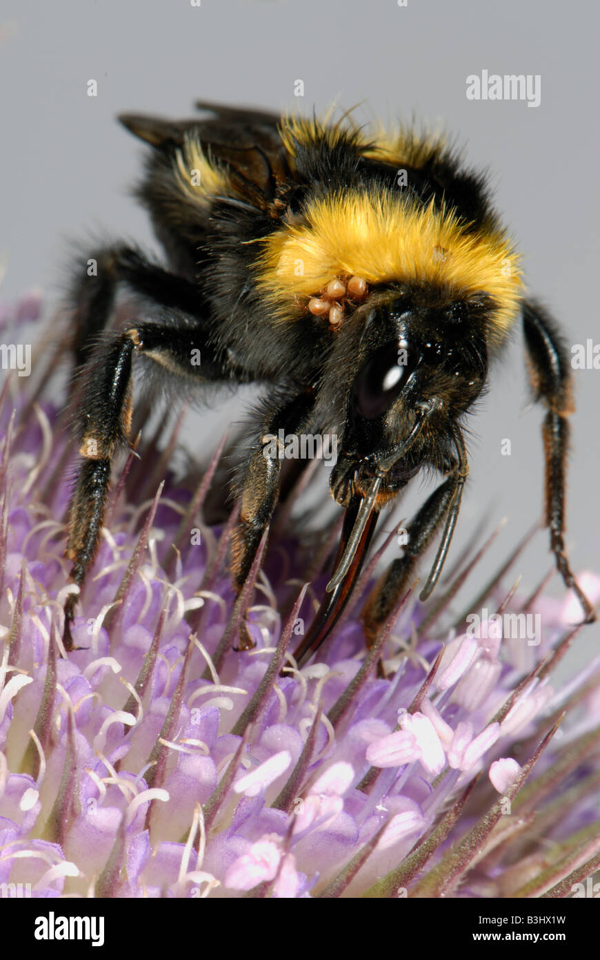 Garden bumblebee Bombus hortorum feeding on nectar from teasel flowers Stock Photo