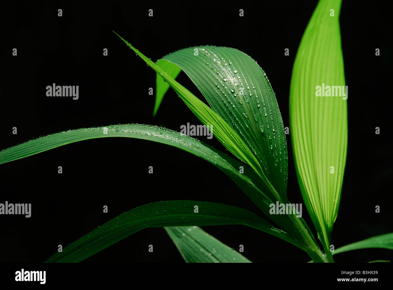 Drop of water on blade of grass Stock Photo Alamy