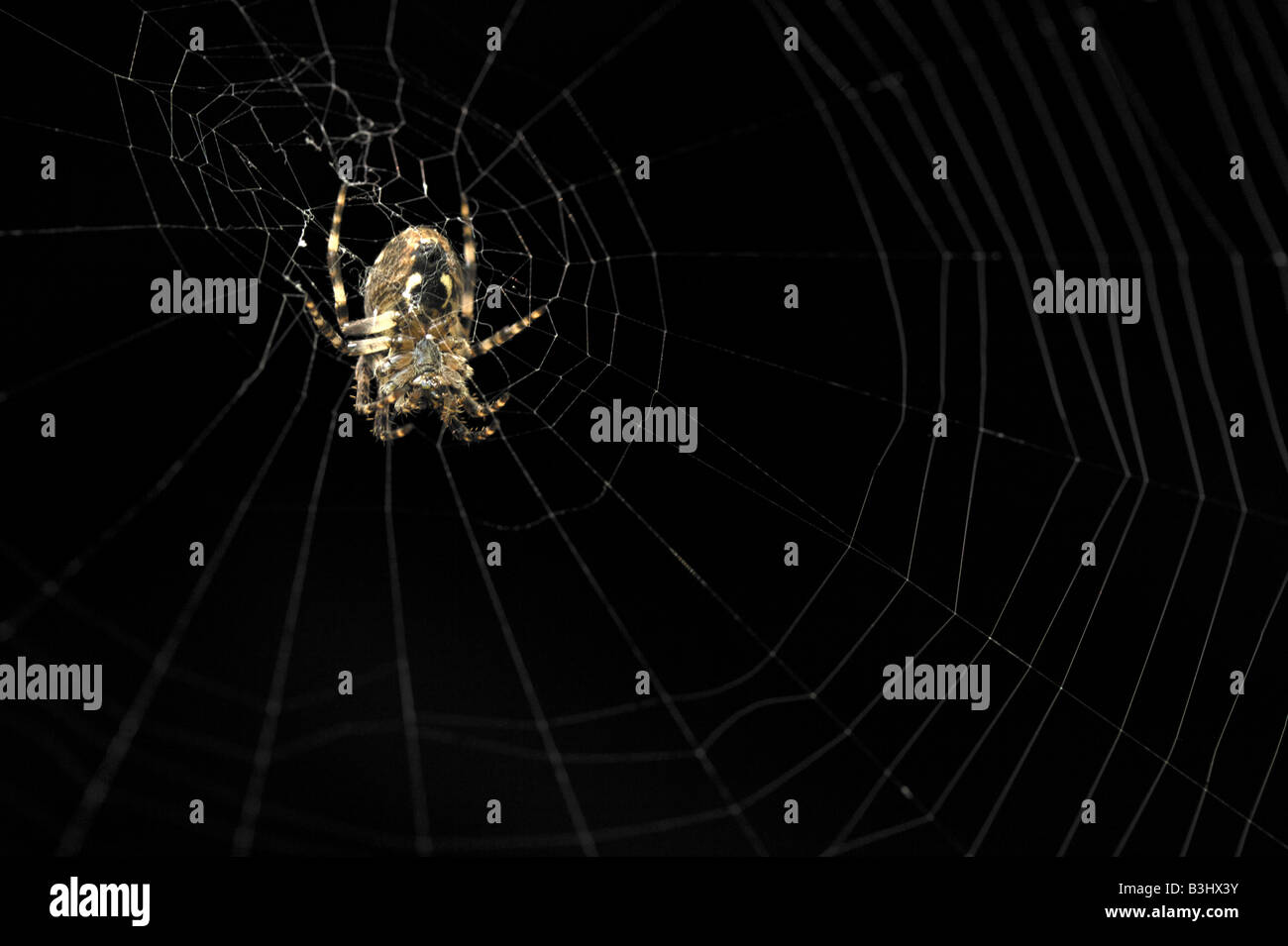 Garden Spider waiting in its web Stock Photo - Alamy