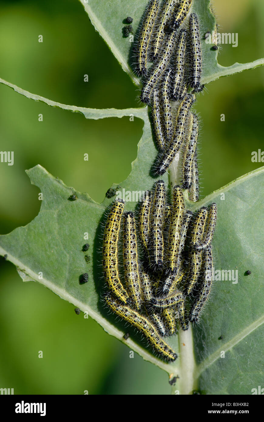 Caterpillars of a large white butterfly Pieris brassicae on severely ...
