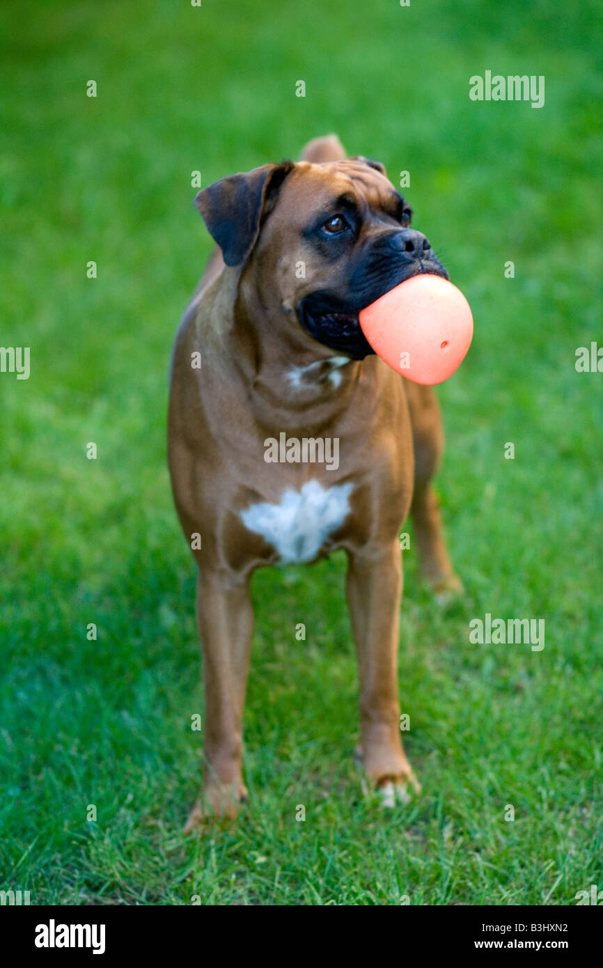 Portrait of female Boxer dog holding ball in mouth looking upwards and