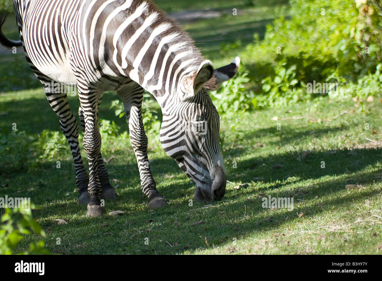 A zebra grazing on the green grass Stock Photo