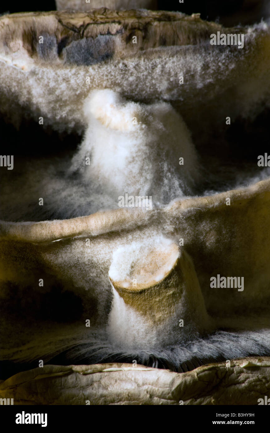 Abstract shot of three mouldy mushrooms Stock Photo